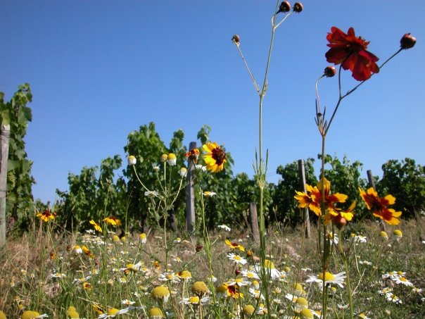 02_laurent_vineyard