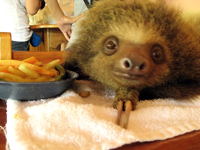 1sloth