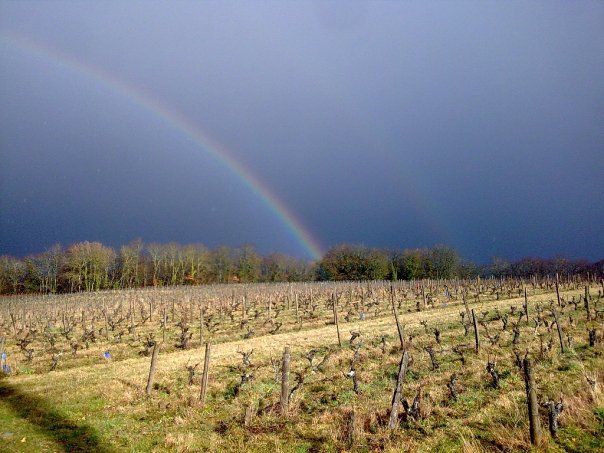 laurent_vineyard_ClosRocheBlanche