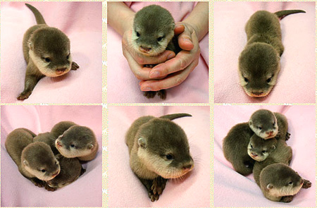 baby_otters